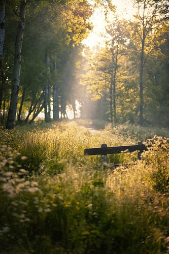 Zonnestralen achter het hek