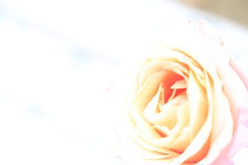 Roze roos van Hannelore