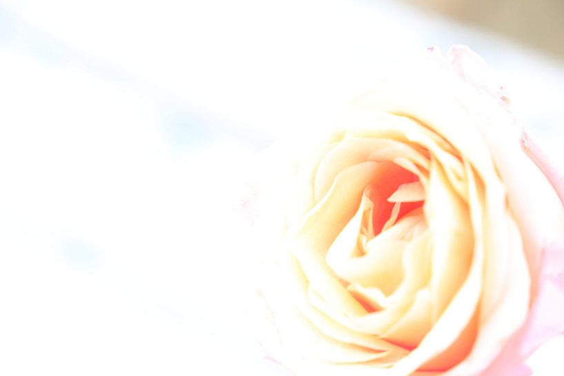 Rose rose par Hannelore