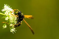 Wasp on flower