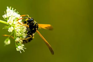 Wesp op bloem van Winfred van den Bor