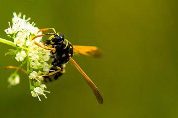 Wespe auf Blume von Winfred van den Bor