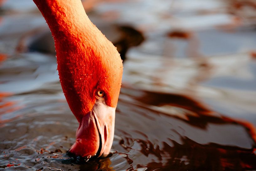 Flamingo van Myrthe Vlasveld