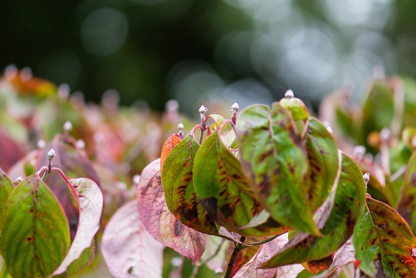 Herbstlaub von Tania Perneel