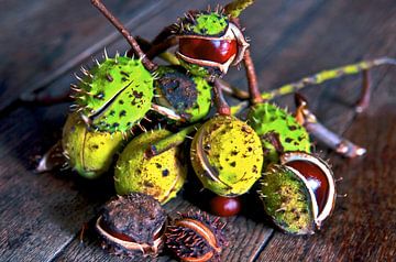 Stilleven met herfstkastanjes van Silva Wischeropp