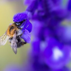 Field bumblebee by Niek Goossen