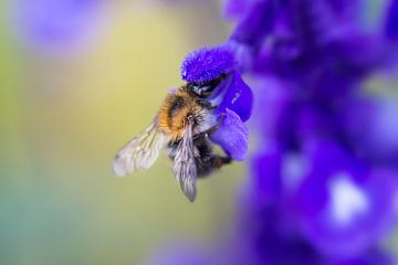 Field bumblebee by Niek Goossen