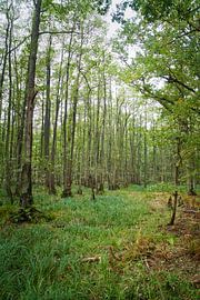 Buchenwald im Nationalpark
