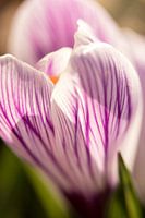 lentebloem | bloemenkunst |   macrofoto van krokus, oranje meeldraden in een bloem | fine art foto p