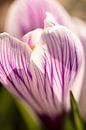 lentebloem | bloemenkunst |   macrofoto van krokus, oranje meeldraden in een bloem | fine art foto p van Karijn | Fine art Natuur en Reis Fotografie thumbnail