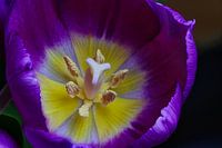 Blühende Tulpe
