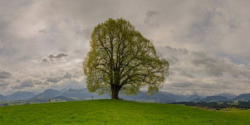 Friedenslinde, Wittelsbacher Höhe, Allgäu