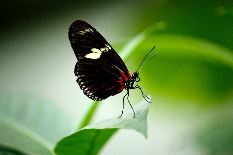 Un papillon s'envole par Iris Lobregt