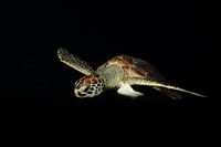 Night Flight