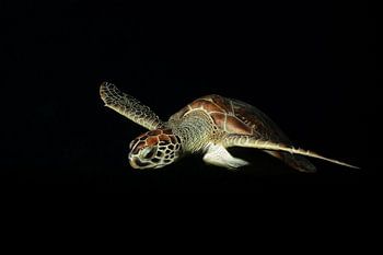 Curacao Schildkrötentraum