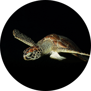 Curaçao Schildpad droom van Roel Jungslager