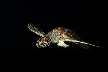 Curaçao Schildpad droom van Roel Jungslager
