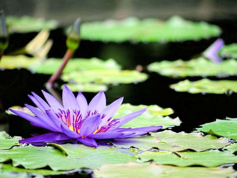 Purple water lily by Brechje Kroezen