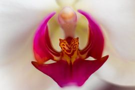 orchid by Gert-Jan Kamans