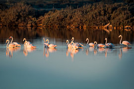 Des flamants roses dans des eaux calmes, baignés par la lumière dorée du couchant sur Femke Ketelaar
