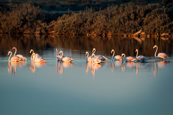 Flamingo’s in Stil Water met Gouden Avondlicht