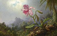 Twee kolibries met een orchidee, Martin Johnson Heade van Meesterlijcke Meesters thumbnail