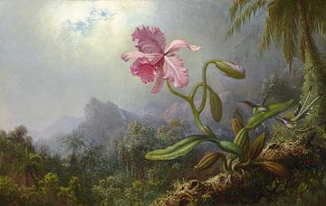 Zwei Kolibris mit einer Orchidee, Martin Johnson Headevon Meisterhafte Meister