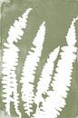 White ferns   in Japandi style. Modern botanical  art in pastel warm green and white. by Dina Dankers thumbnail