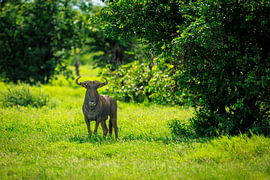 Blue Wildebeest