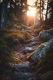 Sun breaks through the autumn forest