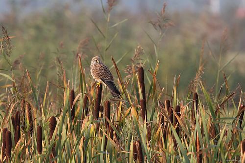 Kestrel