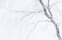 Berk in de sneeuw van Gonnie van de Schans thumbnail