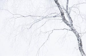 Birch in the snow sur Gonnie van de Schans