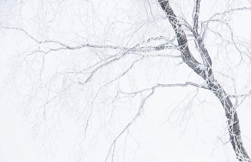 Berk in de sneeuw van Gonnie van de Schans