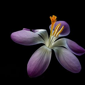 Hollandse voorjaarsbloem. van AGAMI Photo Agency