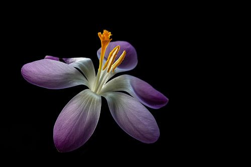 Dutch spring flower.