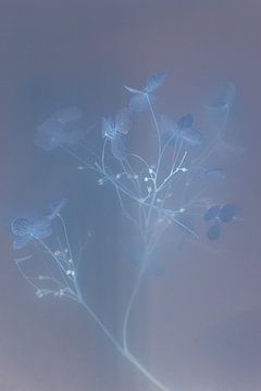 Underwater flowers Hydrangea Pastel colours