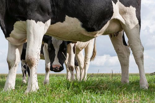 De nieuwsgierige koe