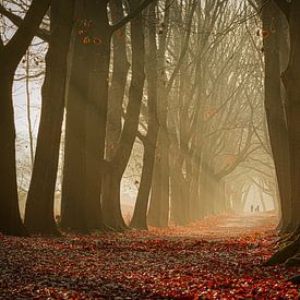 Wald mit Nebel und Sonnenstrahlen von Jan Poppe