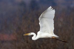 Silberreiher im Flug