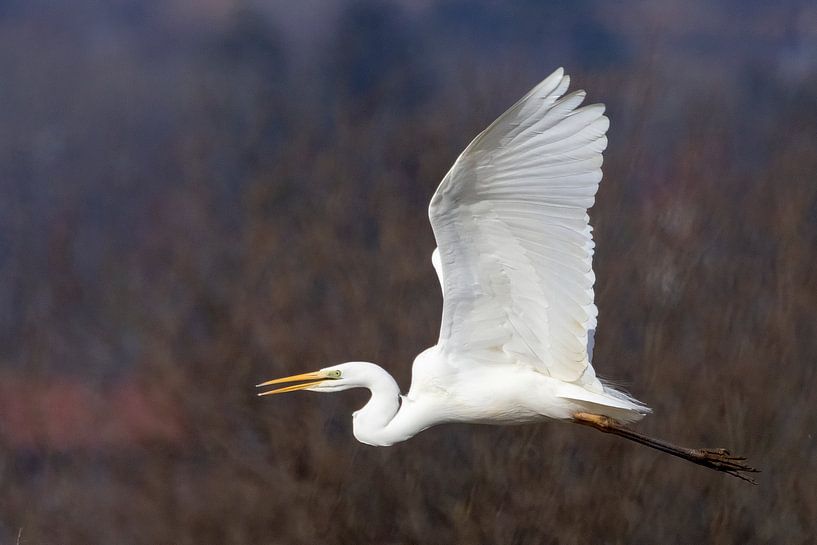 Grote witte zilverreiger in vlucht van Andreas Müller