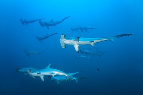 Schwarm Bogenstirn Hammerhaie
