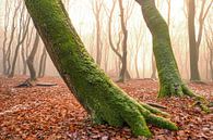 Nevelig bos met lichte sneeuw rond de beuken van Sjoerd van der Wal Fotografie thumbnail