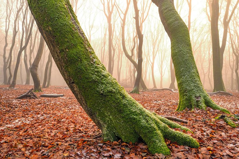 Nevelig bos met lichte sneeuw rond de beuken van Sjoerd van der Wal Fotografie