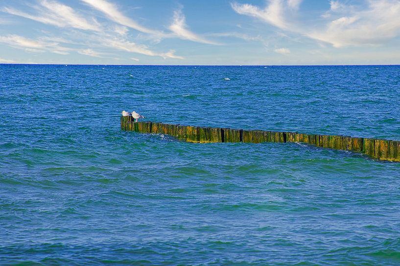Buhne in Zingst an der Ostsee. Buhnen reichen ins Meer von Martin Köbsch