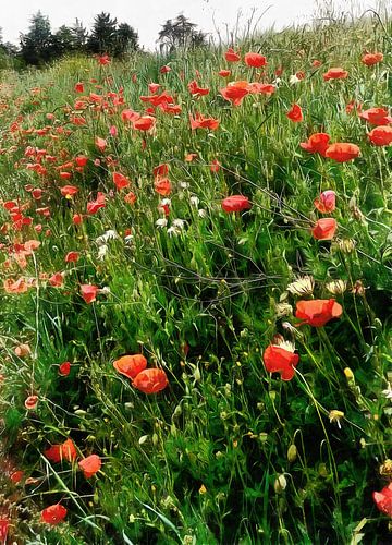 Klaprozen in het landschap