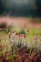 Heide bloem