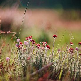 Heidekraut Blume von Yara Verstappen