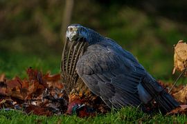 Autour des palombes avec une proie sur Rando Kromkamp Natuurfotograaf