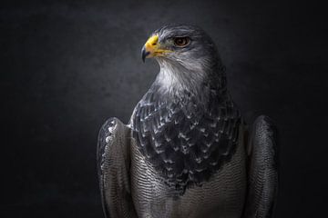 Fineart portret van een roofvogel | De grijze arendbuizerd | birdphotography  | wildlife van Laura Dijkslag